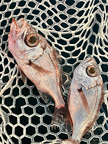 オオメハタの釣果