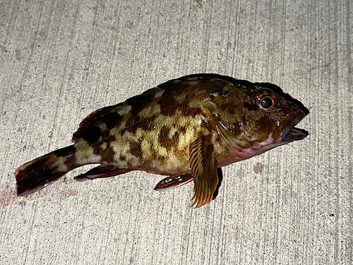 カサゴの釣果