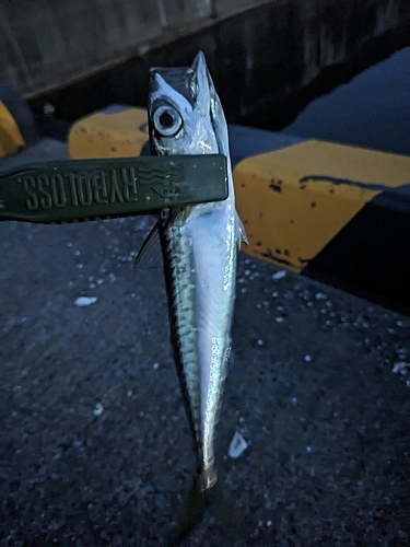 サバの釣果