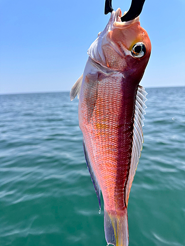 アマダイの釣果