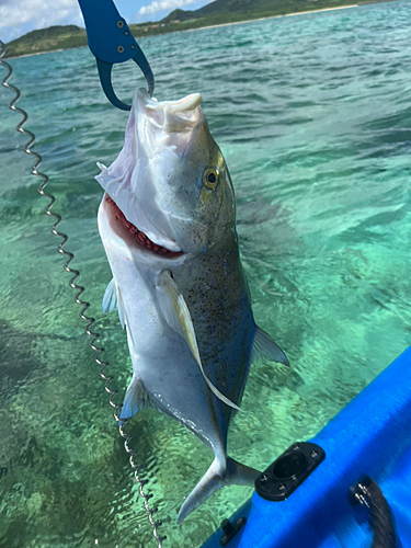 カスミアジの釣果