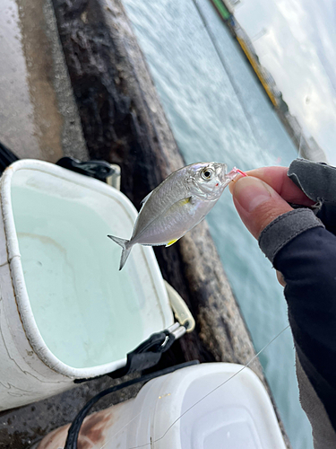 メッキの釣果