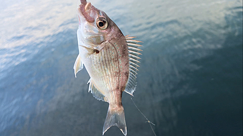 チャリコの釣果