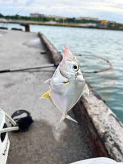 セイタカヒイラギの釣果