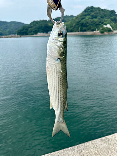 ボラの釣果