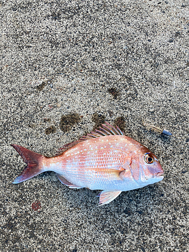 タイの釣果