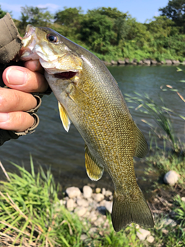 スモールマウスバスの釣果