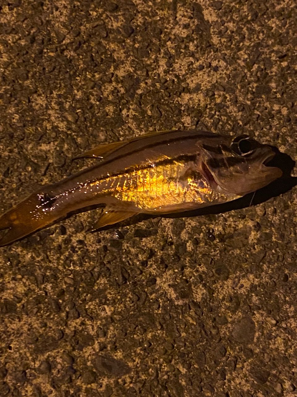 オオスジイシモチ