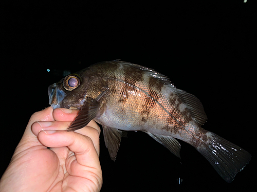 クロメバルの釣果