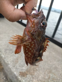 ガシラの釣果