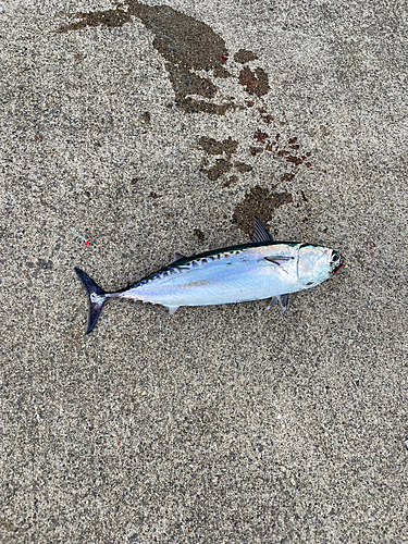 マルソウダの釣果