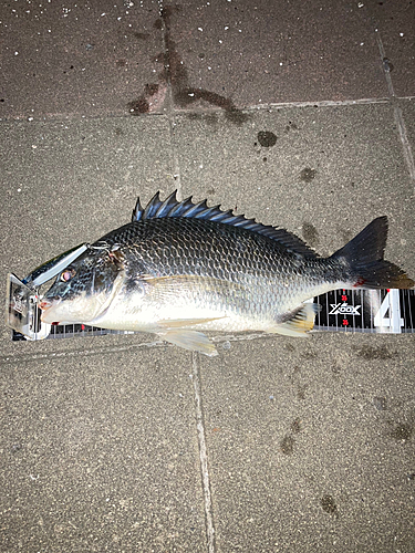 クロダイの釣果