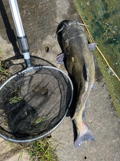 ナマズの釣果