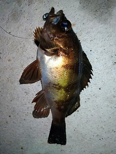 メバルの釣果