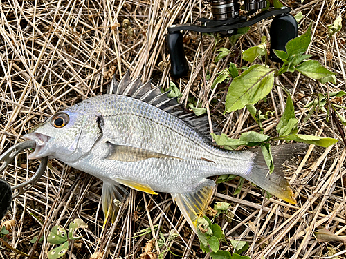 キビレの釣果