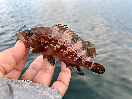 アコウの釣果