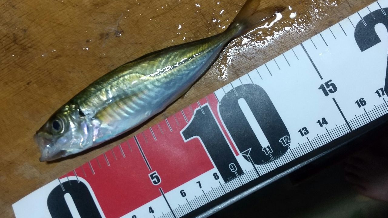 アジ