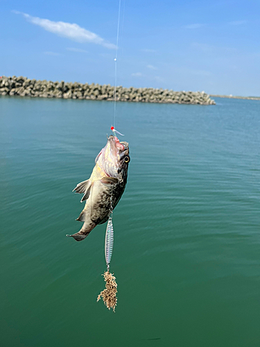 クロソイの釣果