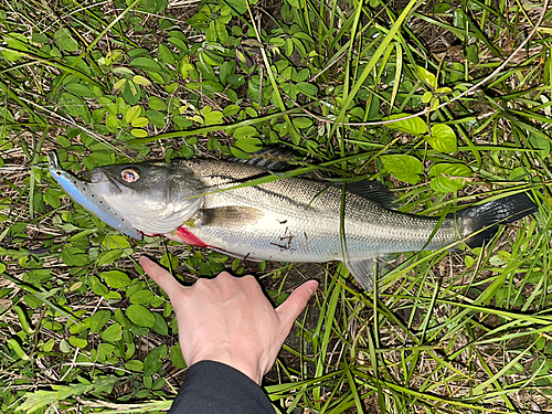 スズキの釣果