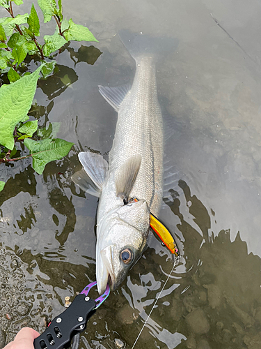 スズキの釣果