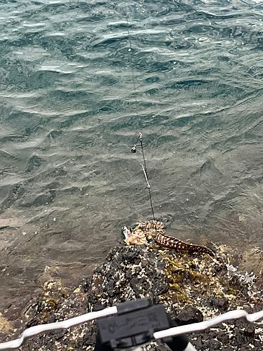 ウツボの釣果