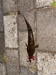 マゴチの釣果