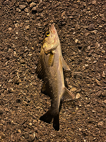 セイゴ（マルスズキ）の釣果