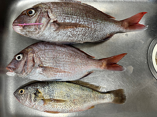 タイの釣果