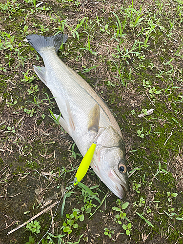 スズキの釣果