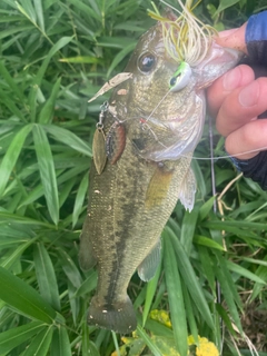 ブラックバスの釣果