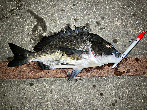 クロダイの釣果