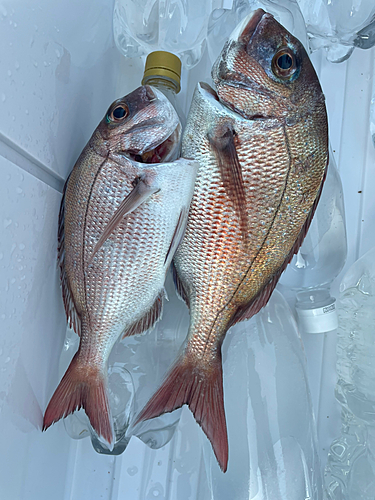 マダイの釣果