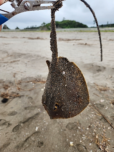 エイの釣果