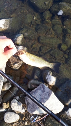 スモールマウスバスの釣果