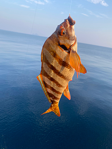 タカノハダイの釣果