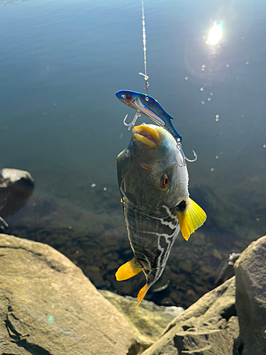 シマフグの釣果