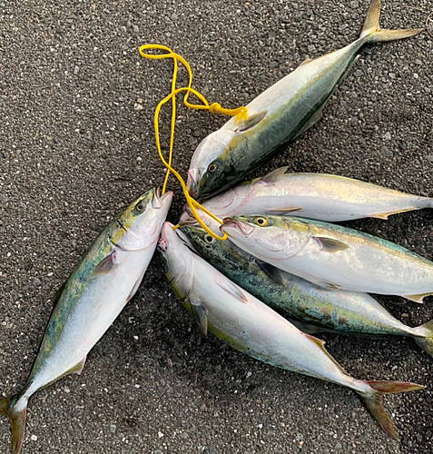 ヤズの釣果