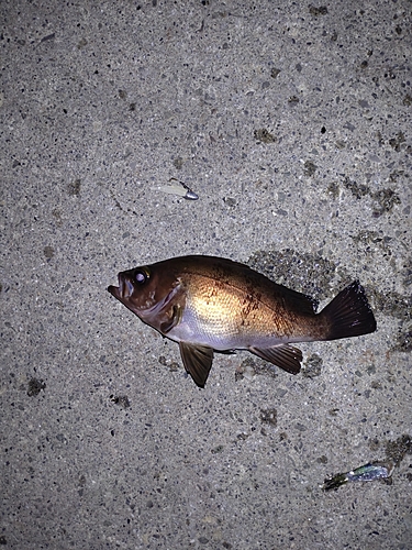 メバルの釣果