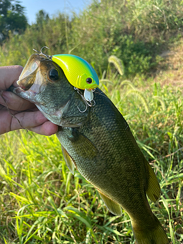 ラージマウスバスの釣果