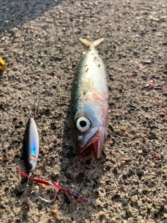 サバの釣果