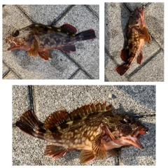 ガシラの釣果