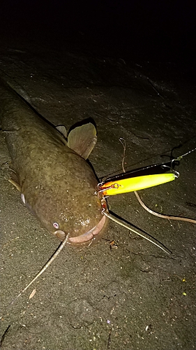 ナマズの釣果