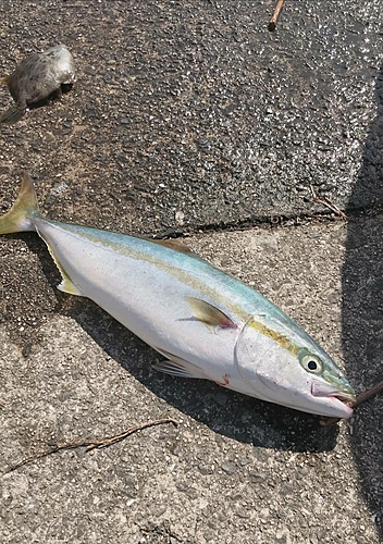 ツバスの釣果