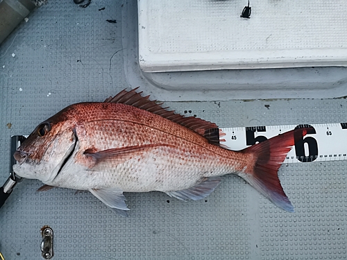 マダイの釣果