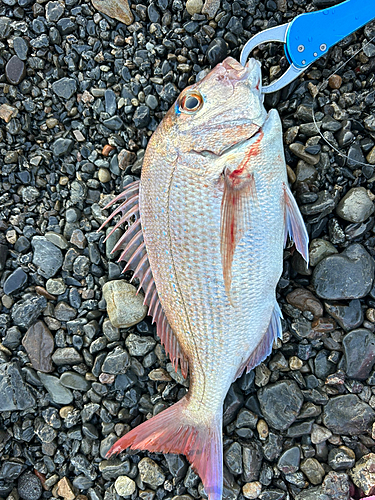 マダイの釣果