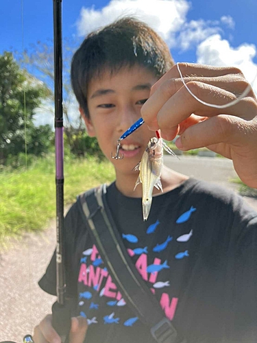 ネンブツダイの釣果