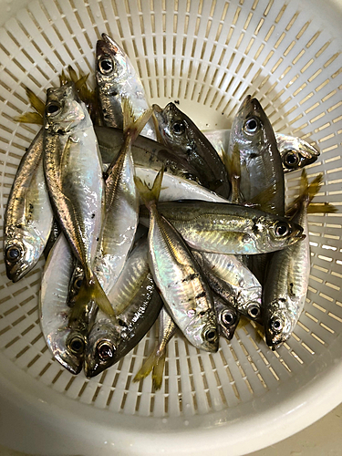 アジの釣果