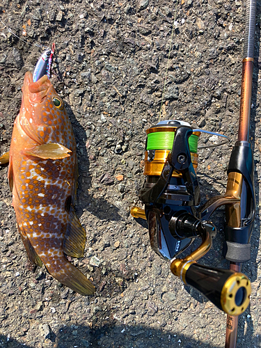 アコウの釣果