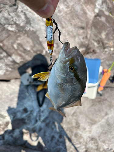 ショゴの釣果