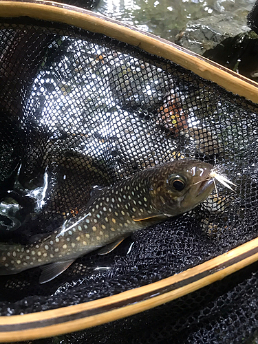 イワナの釣果